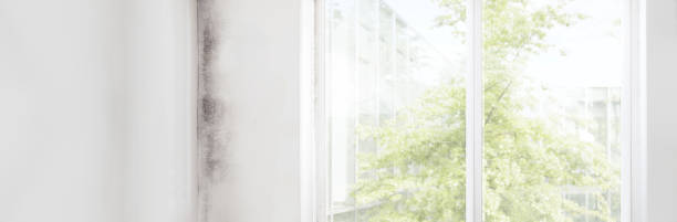 Best Biohazard Mold Removal  in , OK